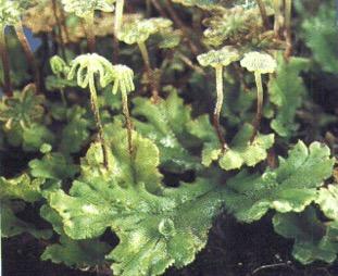 The Fungi Kingdom is made up of unicellular microorganisms like yeasts and molds that might create