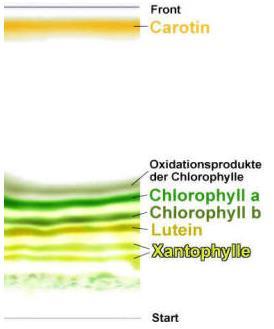 Chromatography Definition: Chromatography chroma colour (Greek) graphein to write (Greek) [.