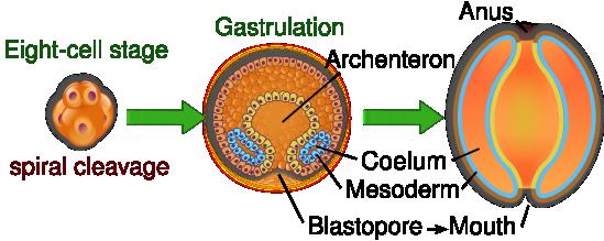 formation of the three germ layers, forming a gastrula Gastrulation