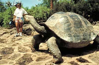 Similarities and Differences The giant tortoises