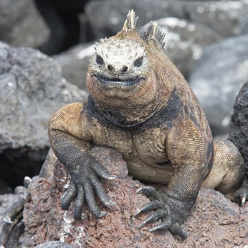 Similarities and Differences Marine Iguanas of