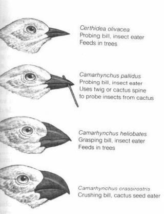 Adaptations Darwin studied the different finches on the island He noticed that each species had a different beak shape, which related to