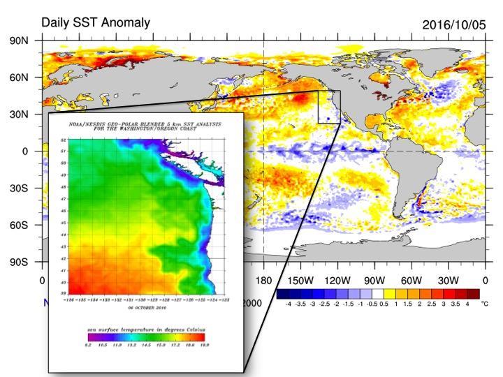 Figure 2b. Sea surface temperature anomalies with inlaid figure of the coastal sea surface temperatures. Image Credit: NOAA (http://www.ospo.noaa.gov/data/sst/contour/washngtn.cf.gif, http://www.esrl.