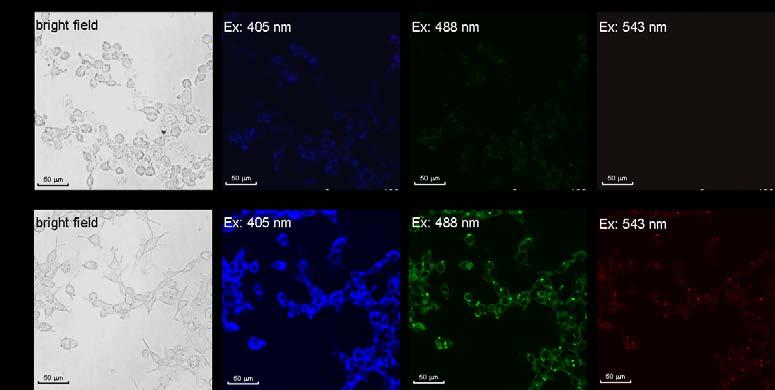 Fig. S5 Confocal fluorescence images of HEK 293T cells after incubation without (a) and with (b) g-cnqds for 24 h. References 1. (a) J. H. Liu, T. D. Zhang, Z.