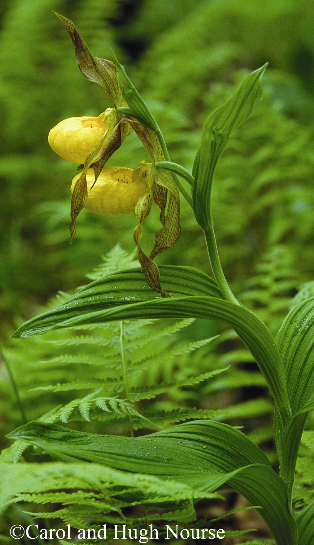 Common Name: YELLOW LADY S-SLIPPER Scientific Name: Cypripedium parviflorum Salisbury Other Commonly Used