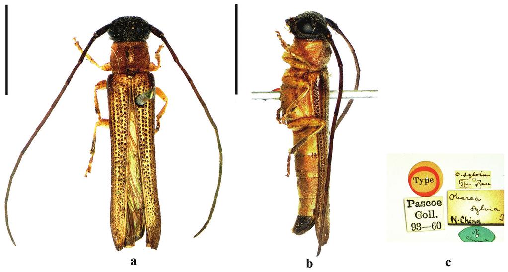 130 Zhu Li et al. / ZooKeys 647: 121 136 (2017) Figure 7. Habitus of O. sylvia Pascoe, 1958, holotype, male, from North China, a dorsal view b lateral view c label (not to scale). Scale bar 5.0 mm.