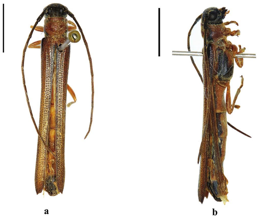 132 Zhu Li et al. / ZooKeys 647: 121 136 (2017) Figure 9. Habitus of O. brevithorax Gressitt, 1936, male, from Tonkin, a dorsal view b lateral view. Scale bar 5.0 mm. Type material examined.