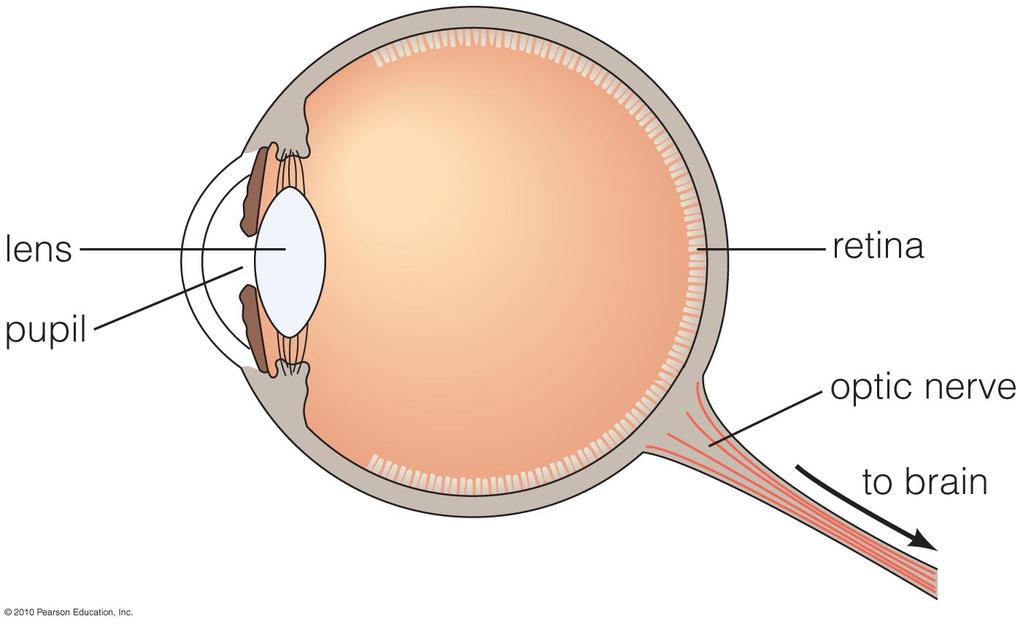 Maximum pupil diameter = 7 mm What is a telescope? A telescope is a big eyeball or camera.