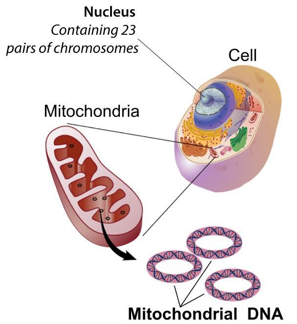 Data Packet B: Mitochondrial DNA. Images and text adapted from https://en.wikipedia.org/wiki/mitochondrial_dna Scientists have investigated where all the DNA is found in humans and other mammals.