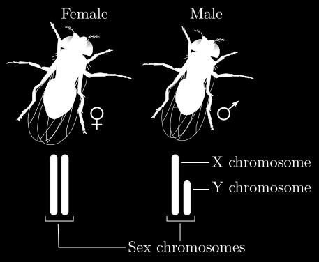 Data Packet C: Y chromosomes. Images and text adapted from https://en.wikipedia.org/wiki/mitochondrial_dna and https://en.wikipedia.org/wiki/xy_sex-determination_system All animals have DNA that codes for genes present on their chromosomes.