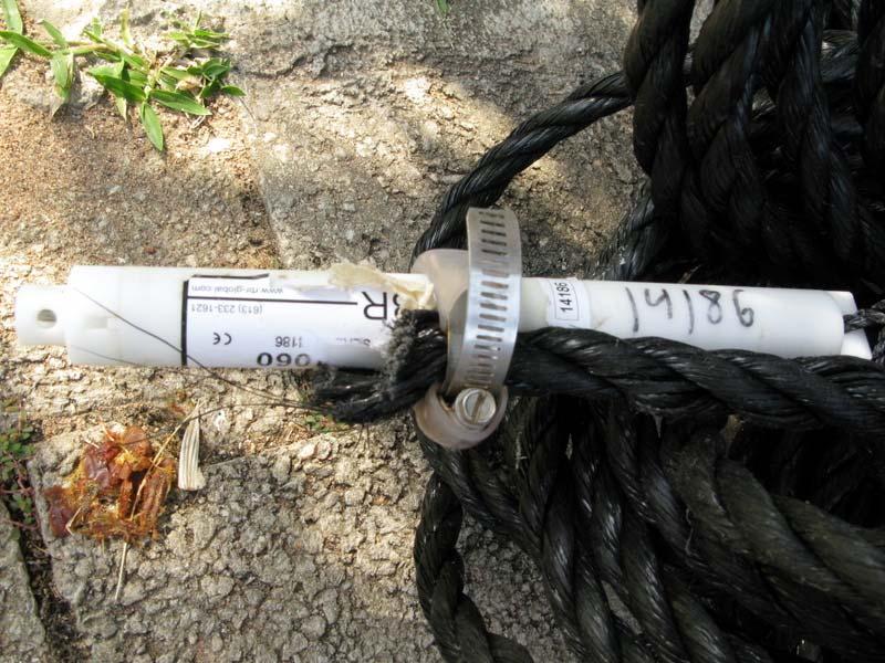 Figure A- 4 The 5 m Mooring was found drifting and was recovered by the Port Authority in Eilat. The mooring line was severed at the attachment point of RBR TR-16 thermistor 14186.