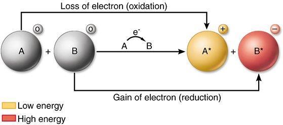 An oxidising agent that chemical species which takes electrons thus it is an electron acceptor. A reducing agent is the chemical species that gives electrons and thus acts as an electron donor.