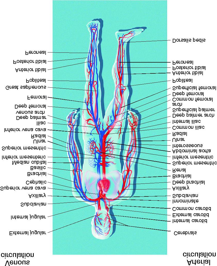 Human circulatory system Pulmonary through the lungs circulation Systemic circulation to the organs Type Diameter