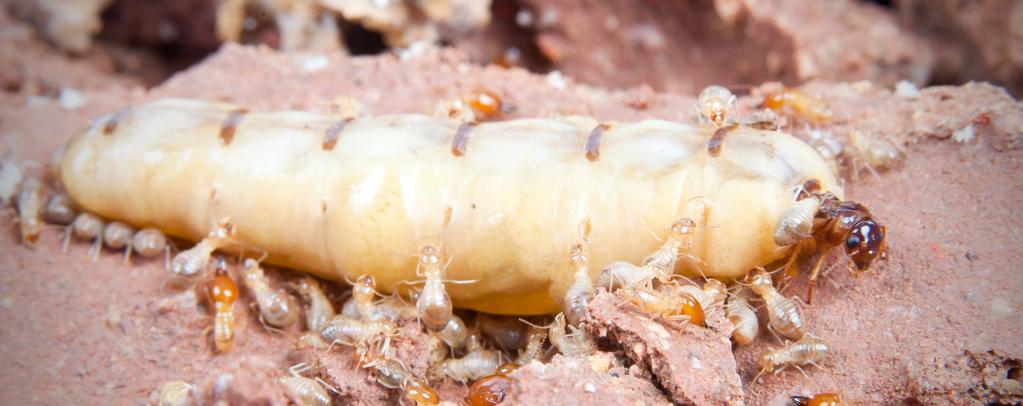 R E P R O D U C T I V E S Reproductives occupy the top caste in termite society, and the entire colony is, often literally, built around them.