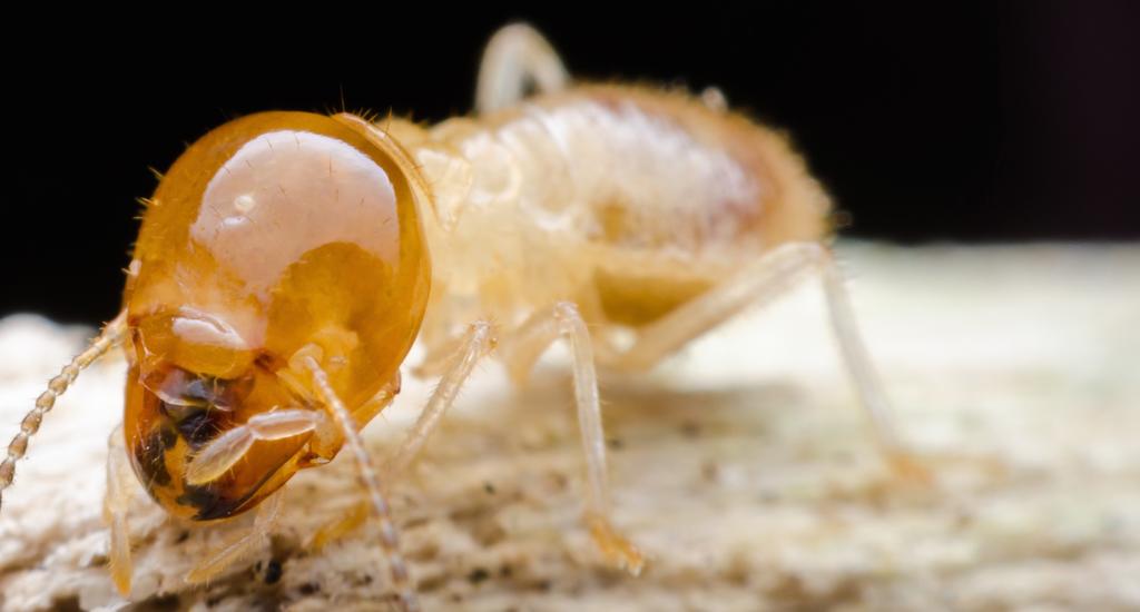 WORKERS Like any human society, workers are the backbone of a termite colony, overseeing the day-to-day operations that ultimately keep civilization running.