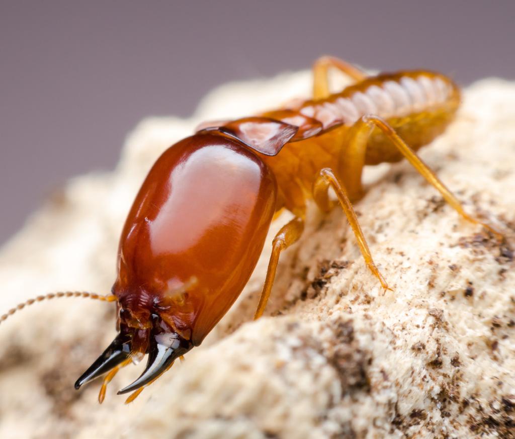 SOLDIERS Worker termites build and maintain the nest, but they won t be much use if the colony comes under attack from predators.