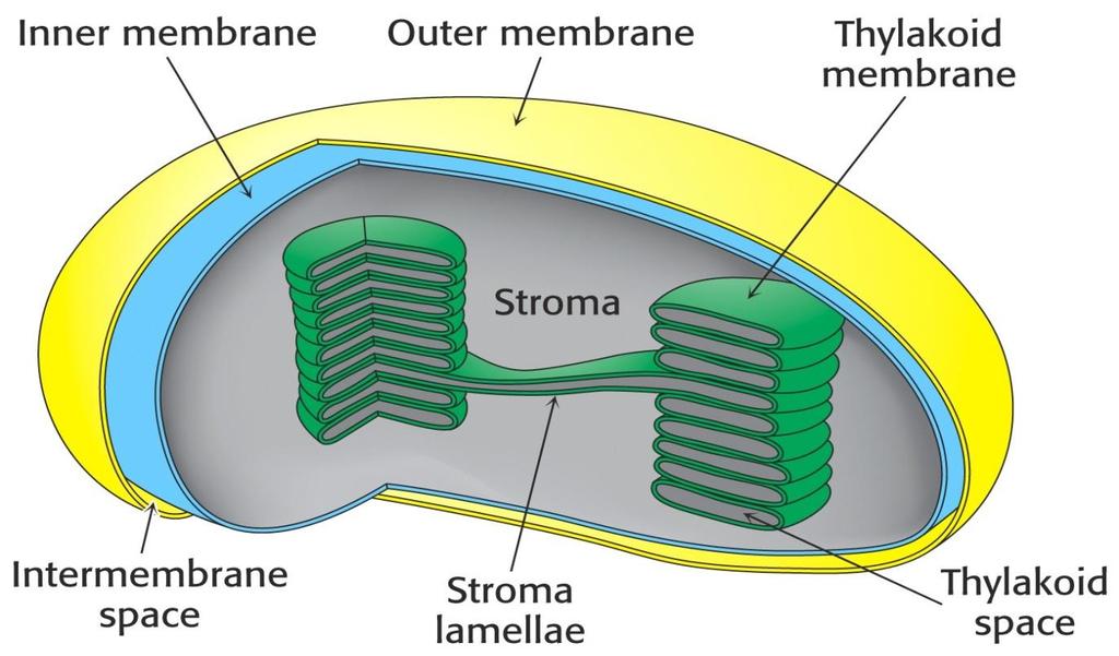STRUCTURE OF CHLOROPLASTS Typically 5um long.