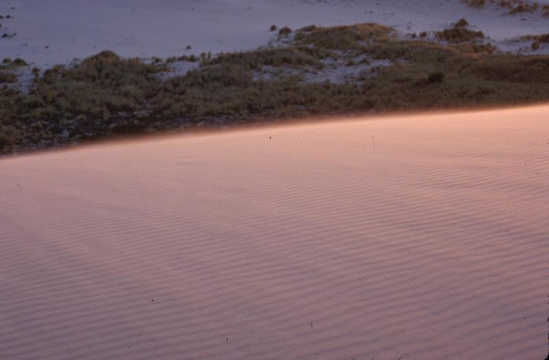 biogenic crust on dune