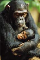 The Apes Which is more closely related to chimpanzees:
