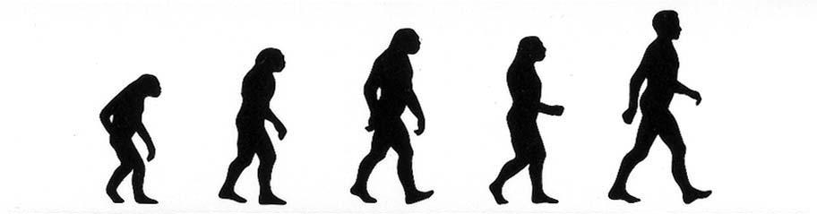 The human fossil record HUMAN EVOLUTION Bipedalism