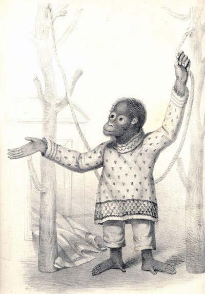 Darwin first saw Jenny the Orang-utan in 1838; He recognized human-like qualities in her