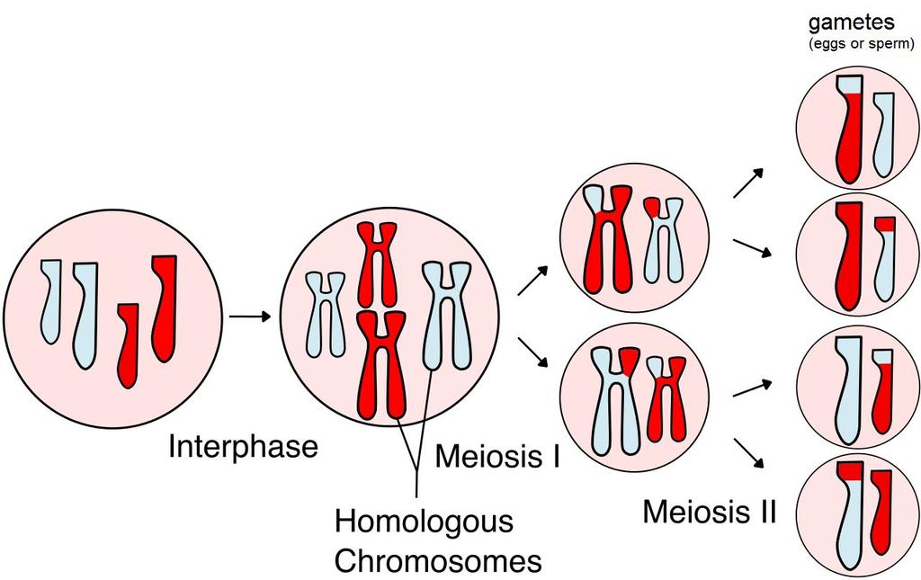 Meiosis How do you make a cell with half the DNA? Meiosis allows cells to have half the number of chromosomes.