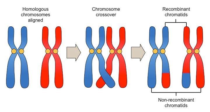 Meiosis I 1. Prophase I: The nuclear envelope begins to break down, and the chromosomes condense. Centrioles start moving to opposite poles of the cell, and a spindle begins to form.