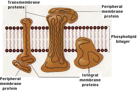 Transmembrane proteins Sonnhammer et al.