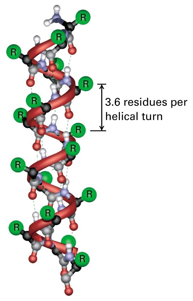 and β sheets are stabilized by hydrogen bonds between backbone