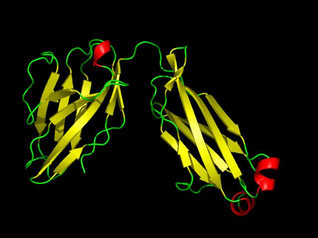 All β: Immunoglobulin (8fab) α/β: Triosephosphate isomerase (1hti) Morten Nielsen,CBS, BioCentrum, DTU Morten Nielsen,CBS, BioCentrum, DTU