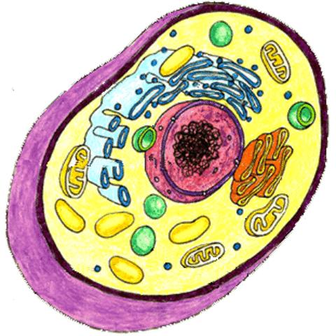 If it is a prokaryote place a P next to the image.