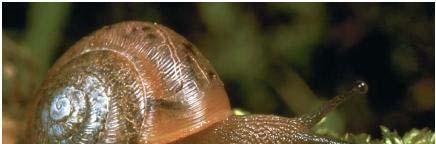Migration Distance Metapopulation genetic structure and migration pathways in the land snail Helix aspersa: