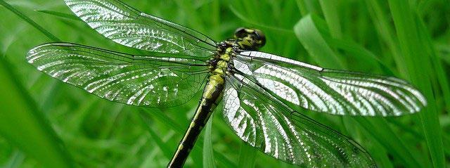 5. Dragonflies inspire lightness of being.