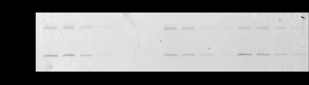 Signal antibody (a.u.) Relative PSI/PSII ratio A B 5 Shade C. 5.8.6. 5 CP PsaD..5.5.75. SUN SHADE BLUE Supplemental Figure. Quantification of PSI/PSII ratio by Protein immunoblotting.