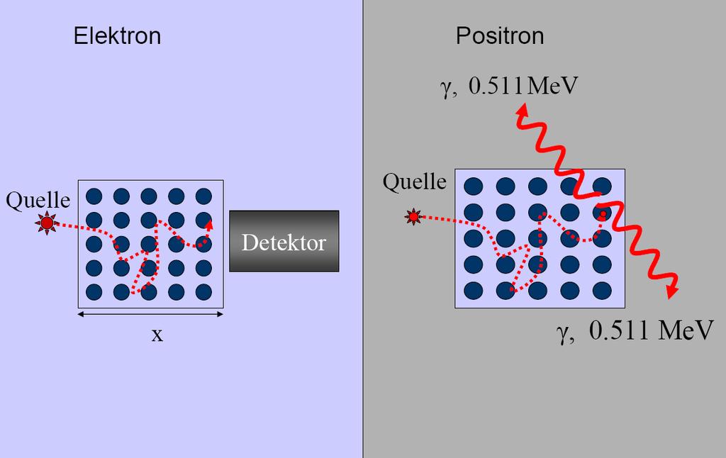 Comparison between electrons (β - ) and positrons (β + ) on their way through matter electron positron β + particles behave similarly as β- particles; they are ionizing and attenuated on their way