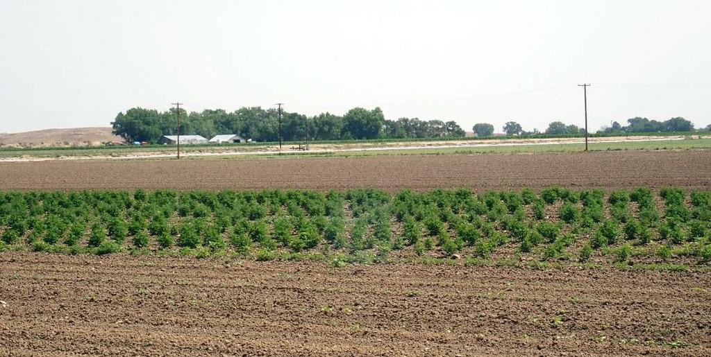 A field of young hemp in southeastern Colorado was massively infested by a lace