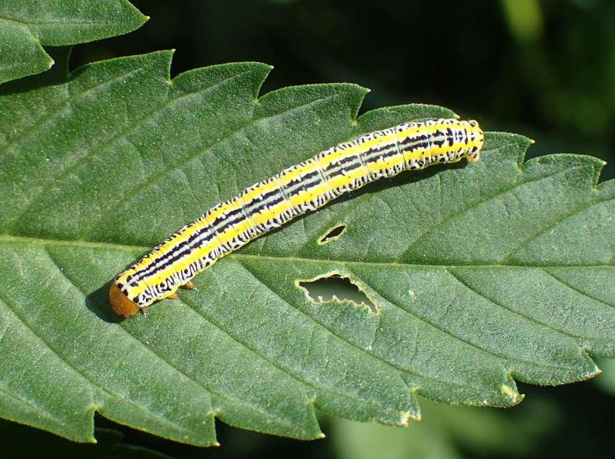 caterpillar on