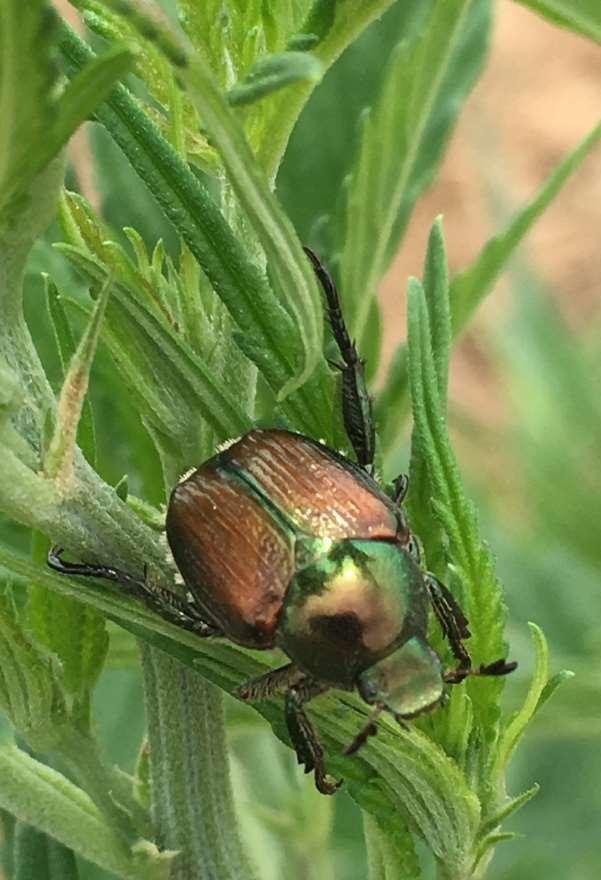 Is Japanese beetle an potentially important defoliator or