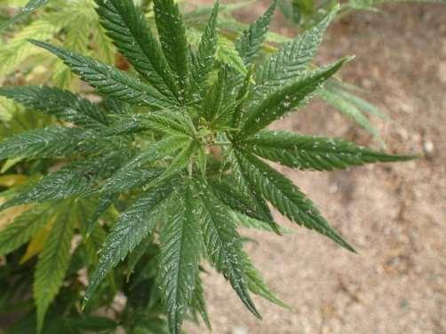 Cannabis Aphid
