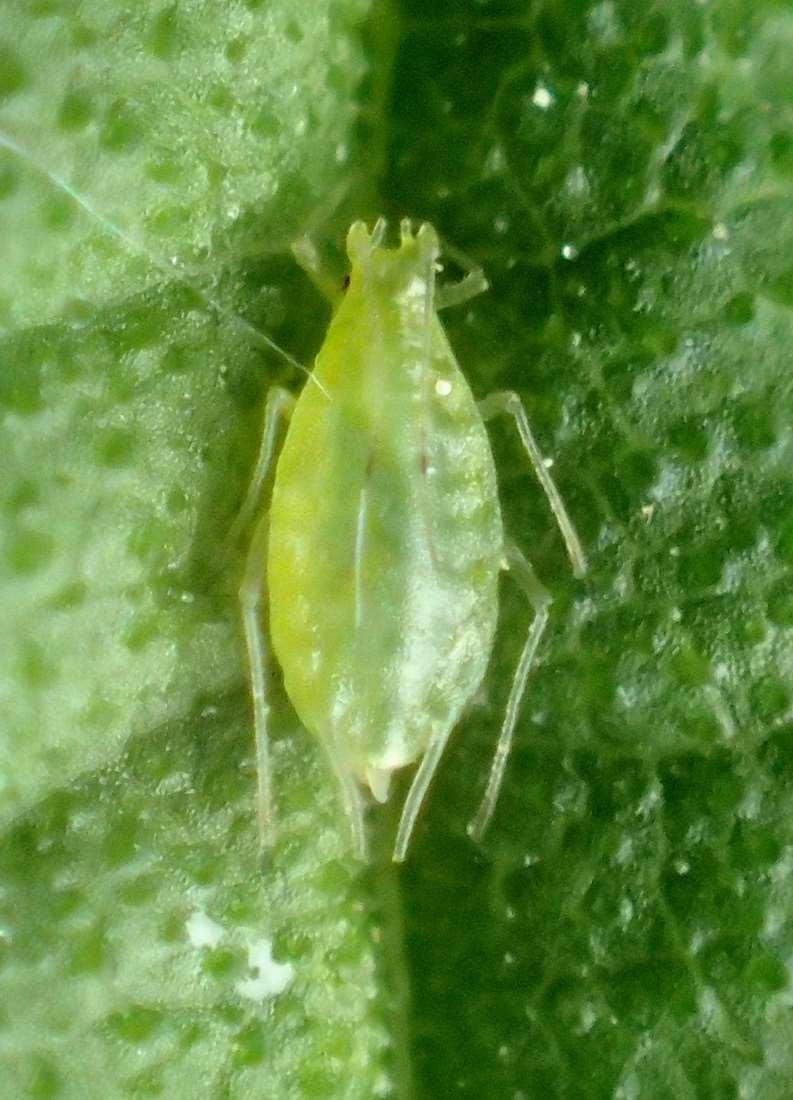 Is hops aphid a potential pest of