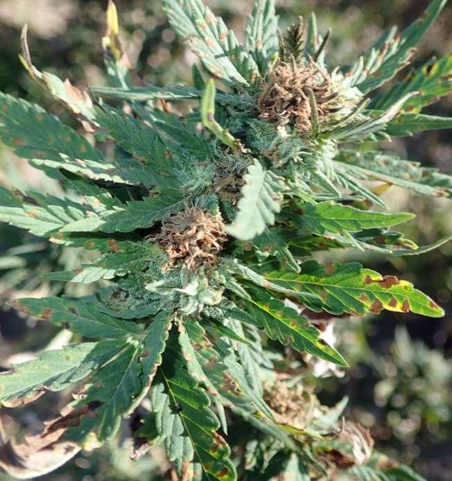 Serious damage to buds was observed in