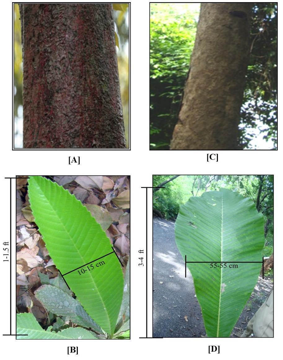 Table 1 Foreign organic matter in bark and leaves of both plants Plant species Part of plant % w/w of foreign matter D. indica Bark 8.2 % Leaves 3 % D. pentagyna Bark 6.5 % Leaves 4 % Fig.