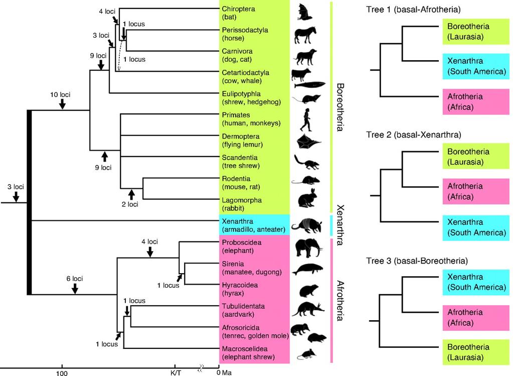 Bushes in the Mammalian Tree Inform.