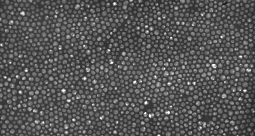 60 nm Figure 5: Transmission electron micrograph of a single LB layer of Q-Au transferred onto a carbon-coated microscope grid.