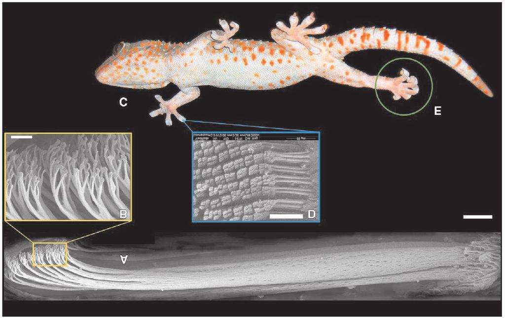Figure 1: Microstructure of the gecko toes (Autumn et al.