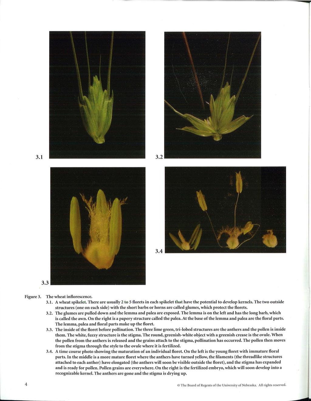 3.1 3.2 3.4 3.3 Figure 3. The wheat inflorescence. 3.1. A wheat spikelet. There are usually 2 to 5 florets in each spikelet that have the potential to develop kernels.