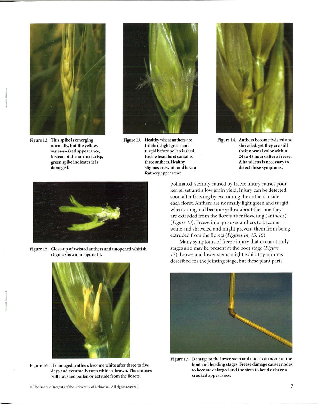 Figure 12. This spike is emerging normally, but the yellow, water-soaked appearance, instead of the normal crisp, green spike indicates it is damaged. Figure 13.