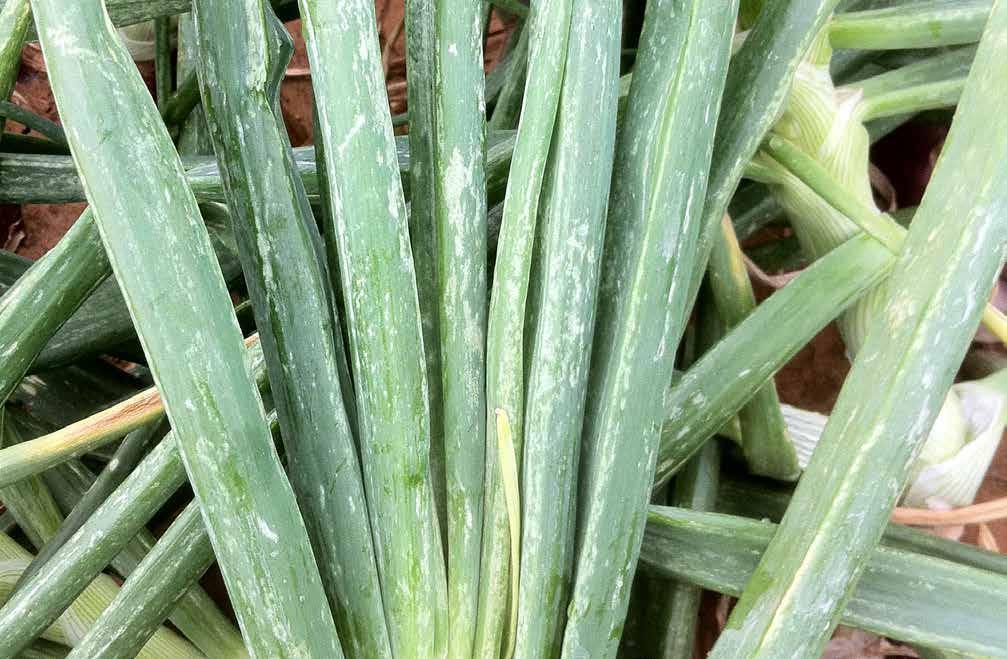 Background The onion thrips, Thrips tabaci, is a pest of several crops in the UK, particularly leek, salad onion and stored cabbage.