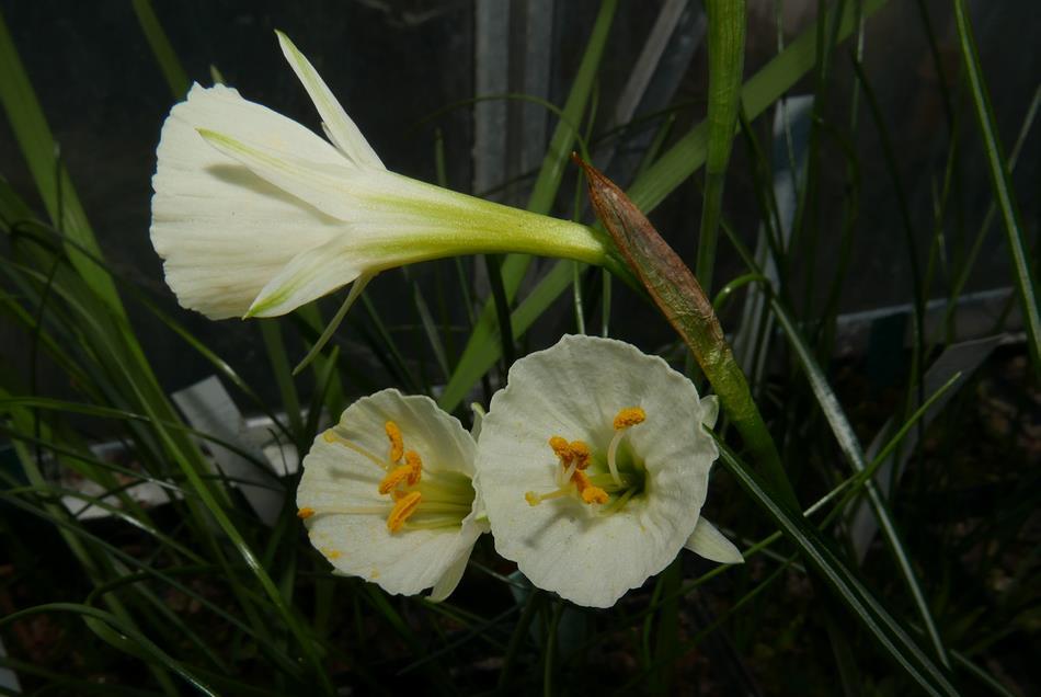 Narcissus albicans An open