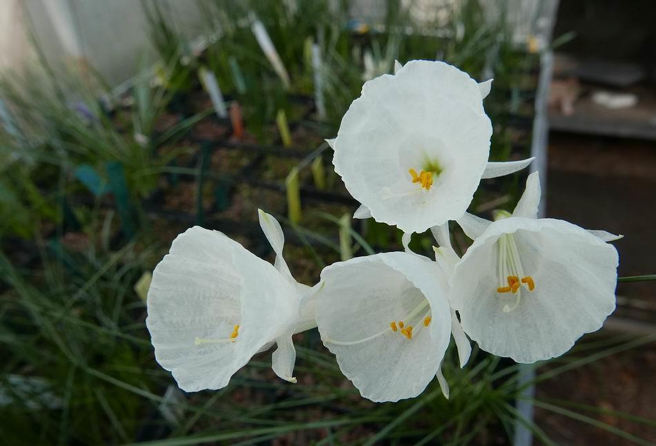 Narcissus albidus ssp.